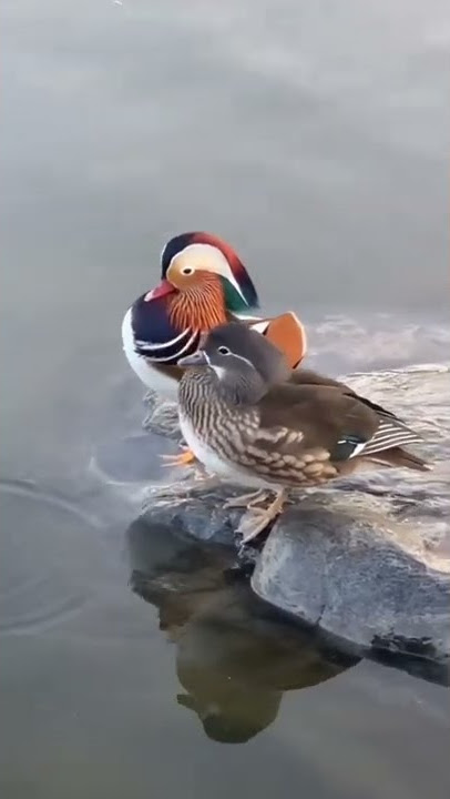 Burung Belibis Very rare color#Short