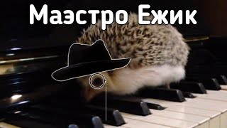 Маэстро ежик играет на пианино мелодии из игр
