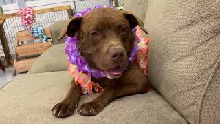 BCSO Bondable Pup Brianna