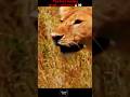 The boar is being hunted.🔥💀#wildlife#animals#lion#nature#shorts#youtubeshorts