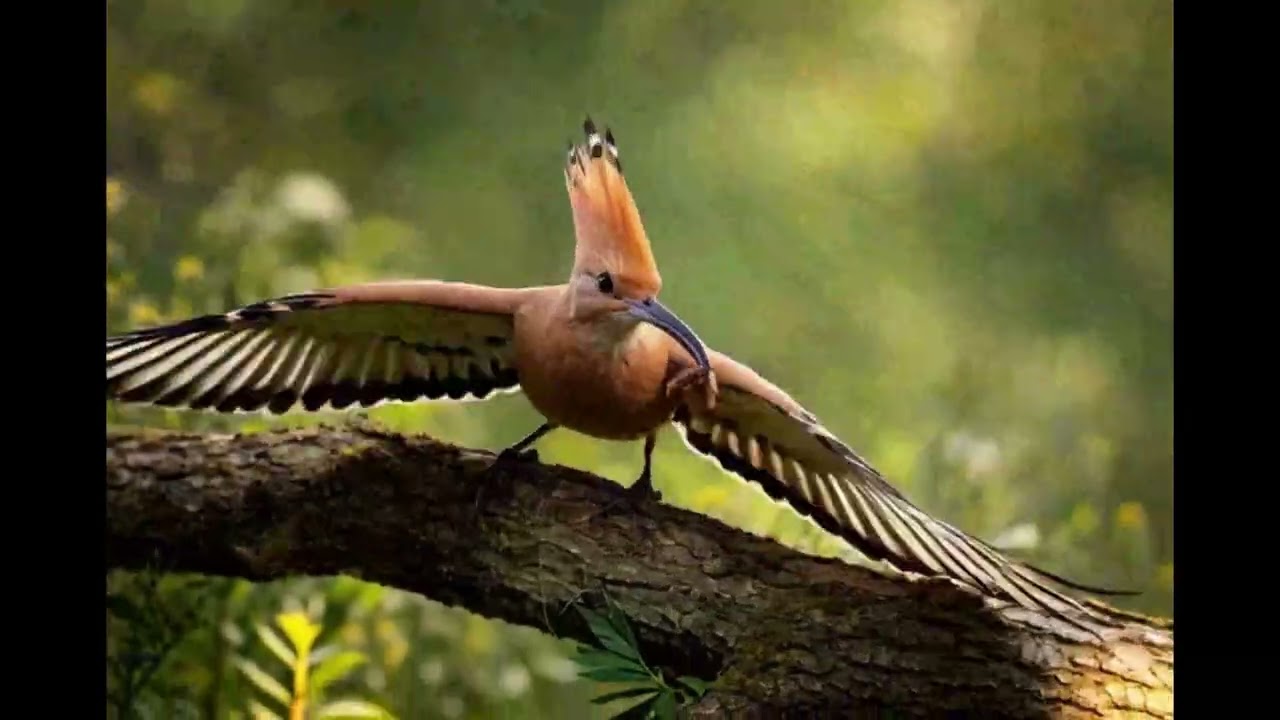 a best seen   of  bird and  snak