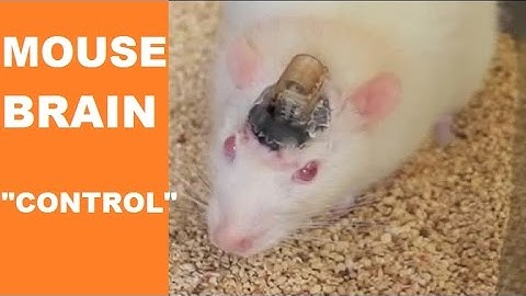 Scientists control mouse brain by remote control