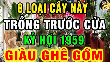 KỶ HỢI 1959 Trồng 8 Loại Cây Này TRƯỚC NHÀ Sau 3 Đêm Sẽ GIÀU BẤT THÌNH LÌNH, Tiền Bạc ÀO ÀO Đổ Về