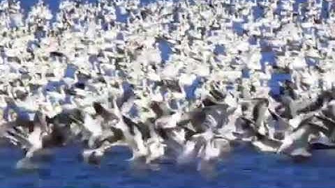 🦅 Wings 3D part.1 (Full Documentary)