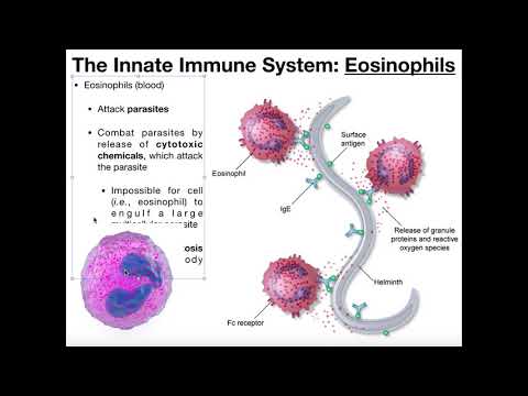 Video: Forskellen Mellem Basophil Og Eosinophil