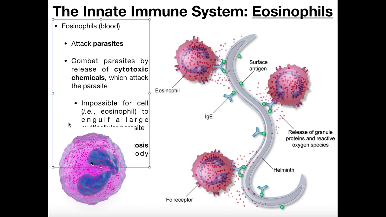 Eosinophils Diagram eosinophils-diagram