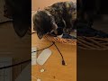 giving my cat some food to eat