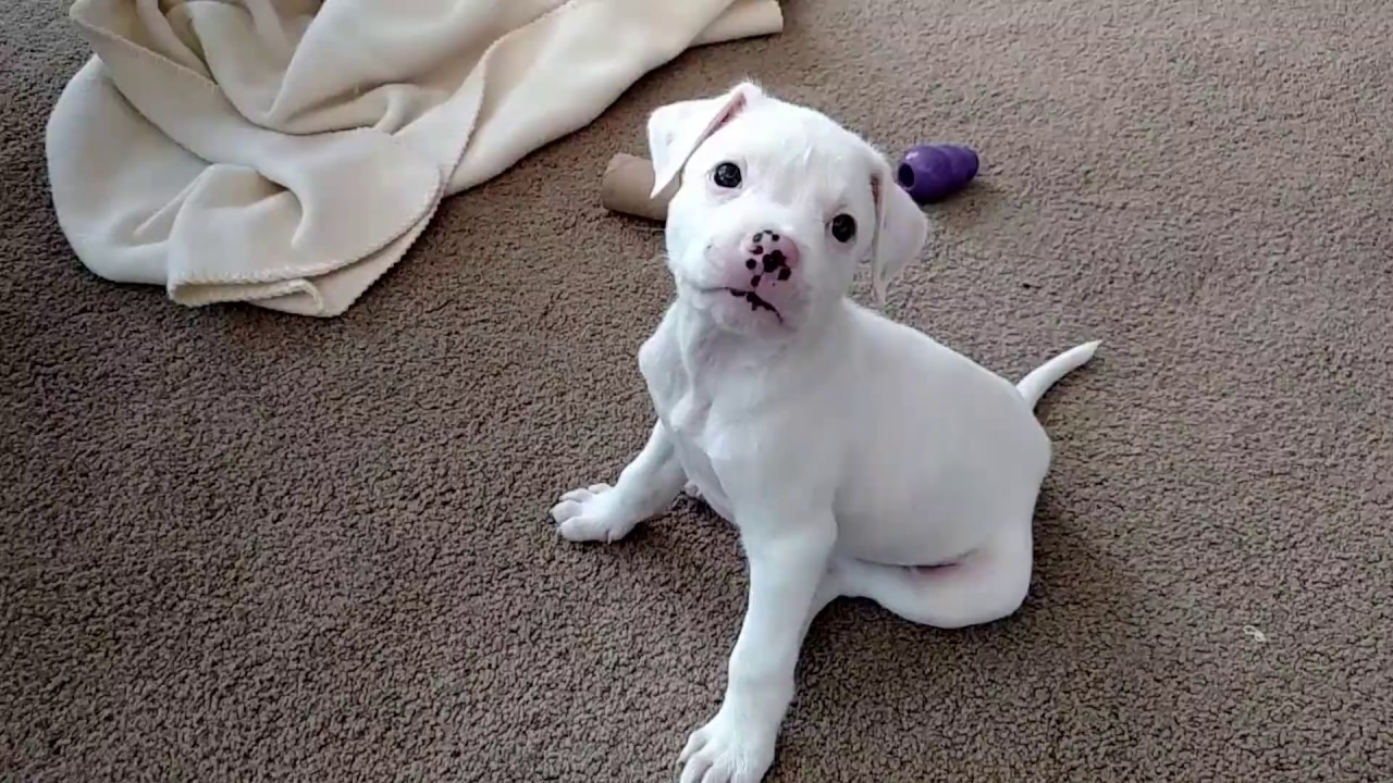 baby american bulldog