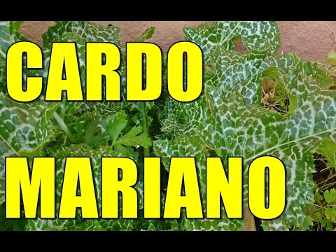 CHÁ DO CARDO MARIANO PARA CURA DO FIGADO GORDO LIMPANDO SEU ORGANISMO POR MARA CAPRIO