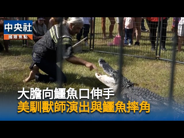 大膽向鱷魚口伸手  美馴獸師演出與「鱷魚摔角
