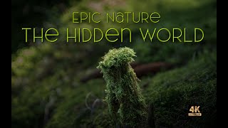 Nature Walk • Balade virtuelle • The hidden World • Le monde caché • 4K Ultra HD • B Roll