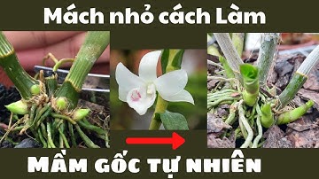 Mách Nhỏ Cách Làm Mầm Gốc Hoa Lan Tự Nhiên Mà Ít Nhà Vườn Tiết Lộ |Đức Hoa Lan