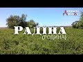 Радіна (Родина)