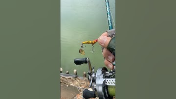 Mồi tôm đuôi thìa này câu cá lóc cá chẽm chắc ngon #fishing