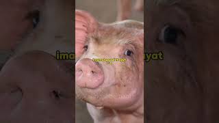 #shortvideo #shortsviral #shorts #apologet #debatlintasagama #debatilmiah