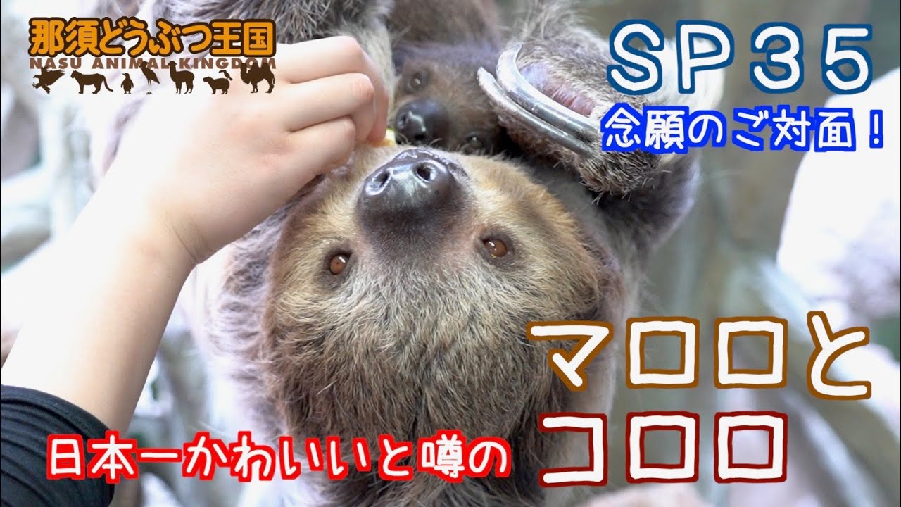 ナマケモノ（プロフ必読!!）様用•*¨*•.¸♬︎ SP35 日本一かわいいと噂のナマケモノ親子（マロロとコロロ
