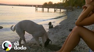 Pareja conoce a un perro de playa en México que cambia su vida | El Dodo