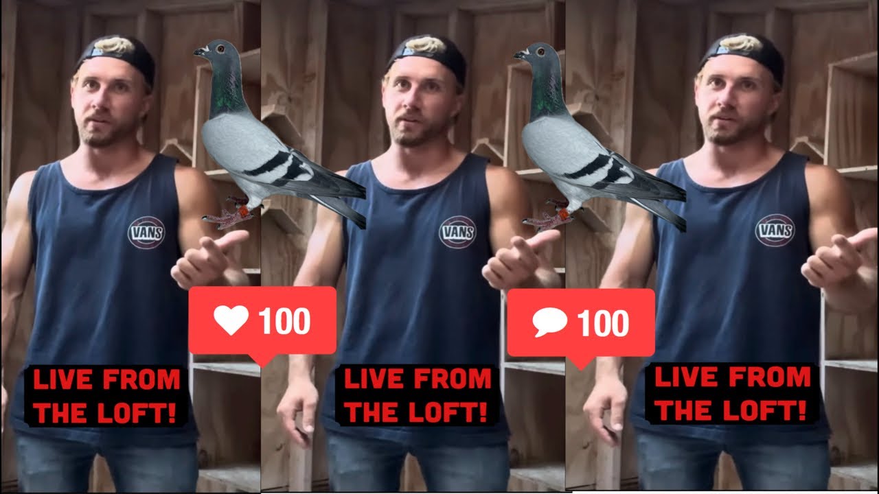 E.B Loft Racing Pigeons is live!