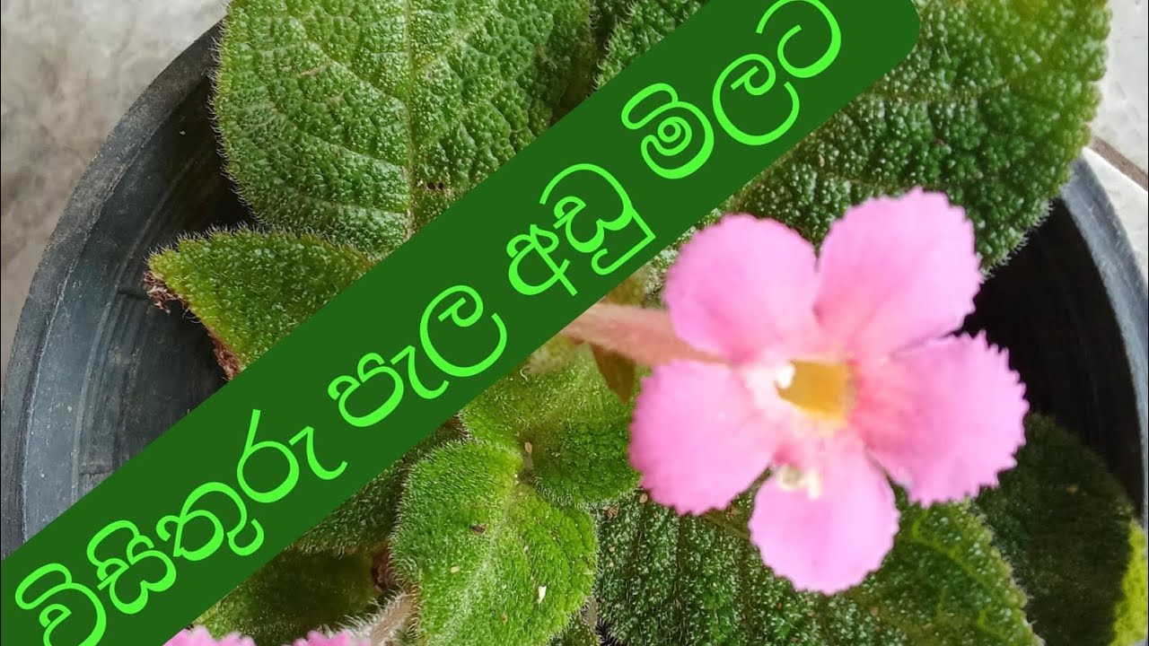 මගේ 24 වෙනි පැල සෙල් එකත් එක්ක එකතු වෙන්න 💐🤍0778748751💐❤️