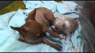 VID 20150819 WA0000
