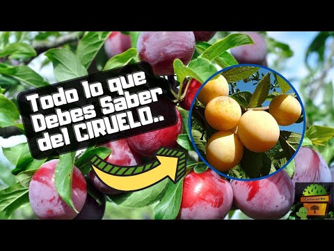 Video: Ciruela china. Breve descripción de las variedades populares