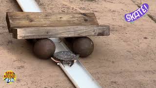 A turtle love skateboarding / 亀がスケードボード大好き #turtle #亀