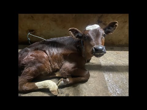 Assam Dairy Farm live work Punjab pure breed cows