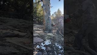 Dropping a Double-Cut HAZARD Tree! #chainsaw