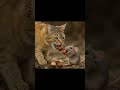 شفت الفار السندق الفار السندق أطفال طيور الجنة Baby Babyanimals Cuteanimals Fyp 