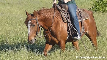 Catzanne N Rambos Gin***For info, price, etc., go to our website*** Valley View Ranch