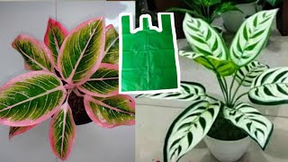 How to make 'Aglaonema Tricolor' from Plastic Bag | Flower Crafts Ideas