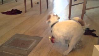 Dog and zombie-arm screenshot 3