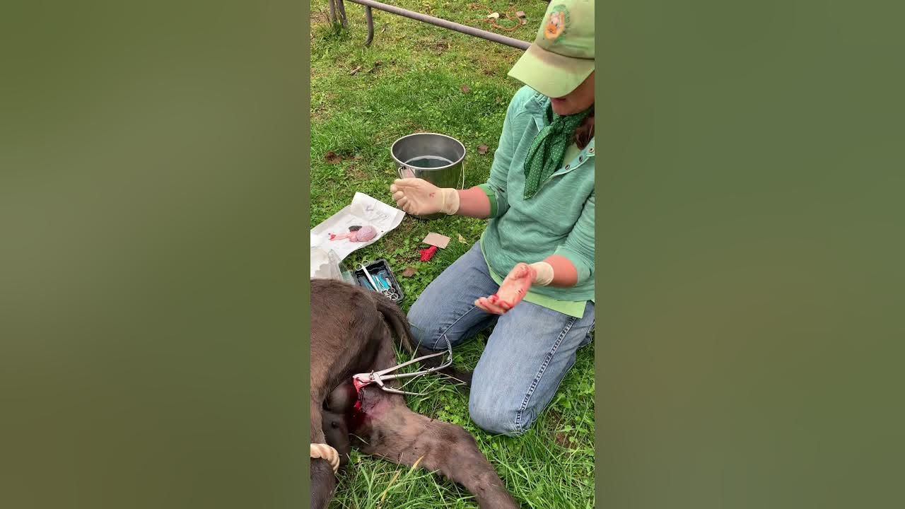 Castration of a donkey by Dr. Jenni YouTube