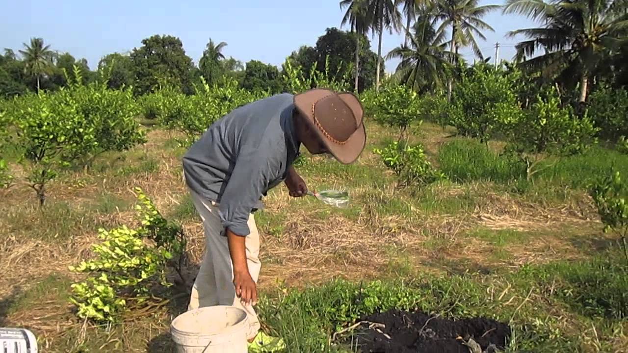 การปักชำกิ่งมะนาวในแปลง