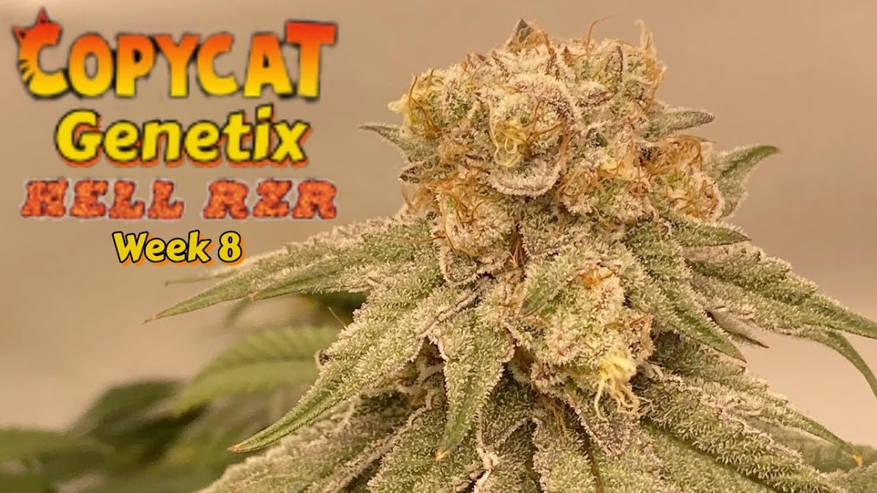 Copycat Genetix Hell Rzr wk 8 