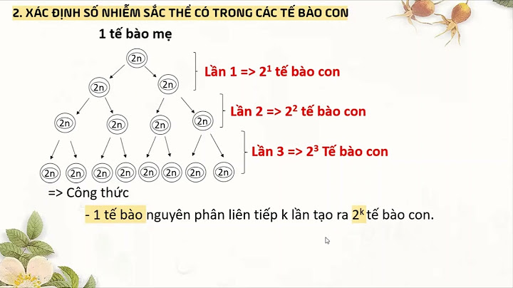 1 hợp tử có bao nhiêu tế bào năm 2024