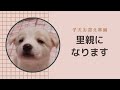 【里親になります】子犬のお迎え準備【雑種犬】【保護犬】