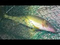 Saint Clair river walleye fishing. #walleye # limits.