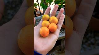 world smallest citrus fruits Kumquat bonsai fruit citrus smallest