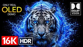 ONLY REAL OLED | 16K HDR Dolby Vision Demo