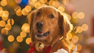 Unleash The Merry  Petco Holiday 2025