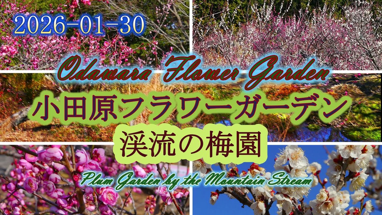 2026-01-30 小田原フラワーガーデン・渓流の梅園