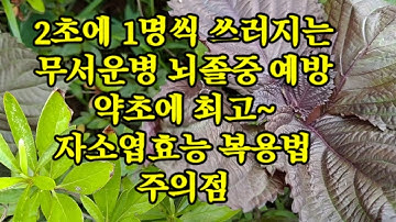 자소엽효능과 복용법 주의점/뇌졸중 탈모 불면증 약초/산야초 나라의 약초 소개