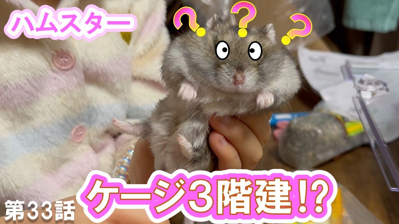 We're expanding our Djungarian hamster's cage to an unprecedented