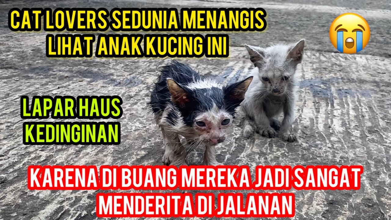 Di Buang Manusia Dajal Anak Kucing Ini Sangat Menderita Di Jalanan..‼️