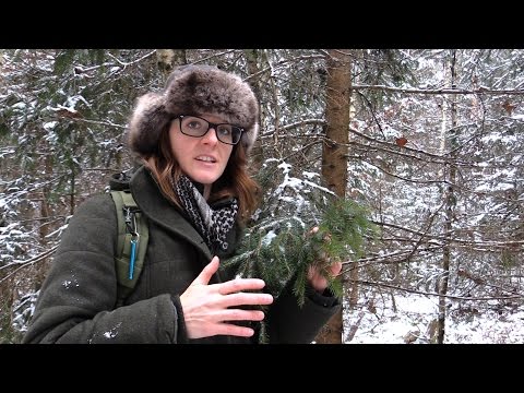 Video: Birch - Spruce Nanny