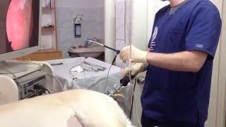 Эндоскопическая хирургия мочевого пузыря у собаки. www.endovet.com Эндоскопическая хирургия мочевого пузыря у собаки. www.endovet.com