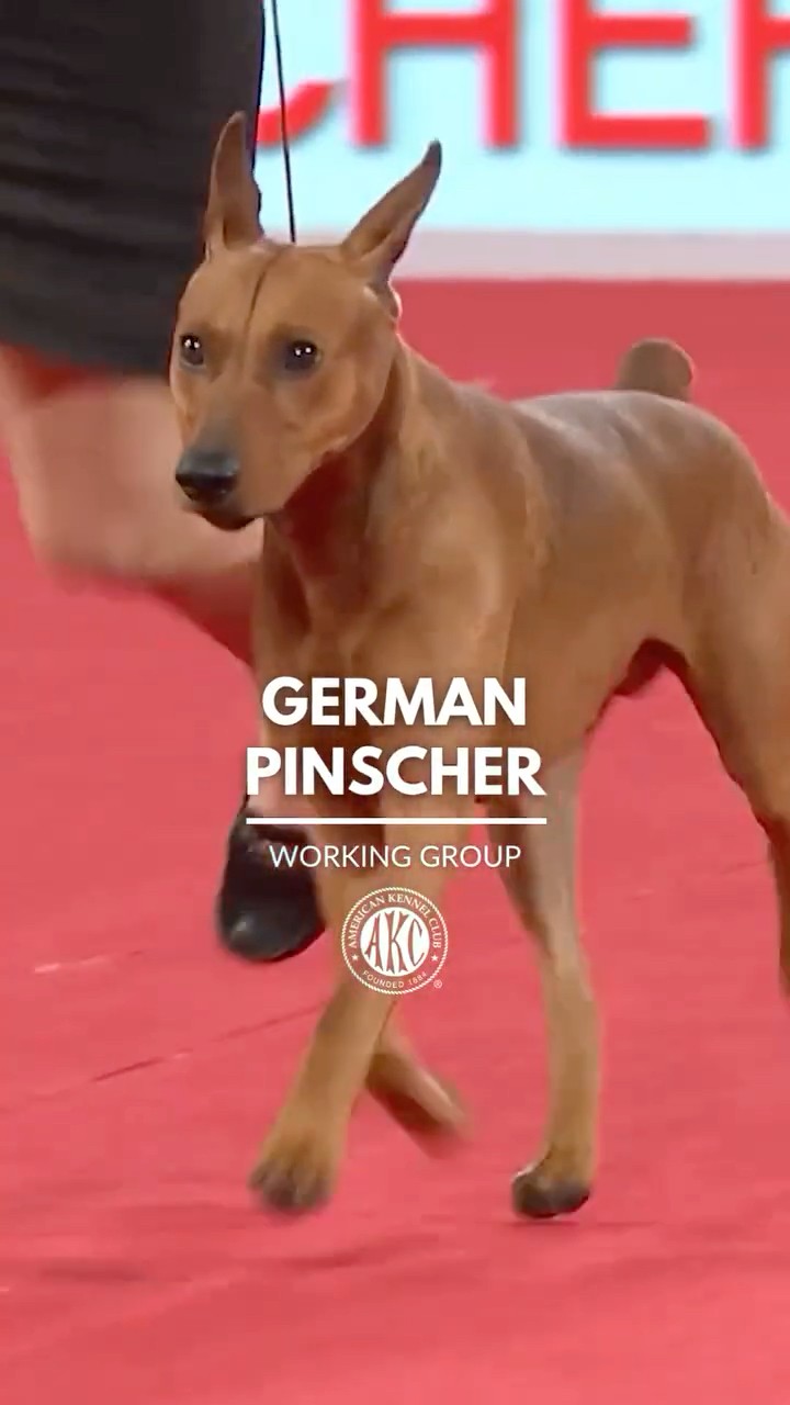 German Pinscher - YouTube