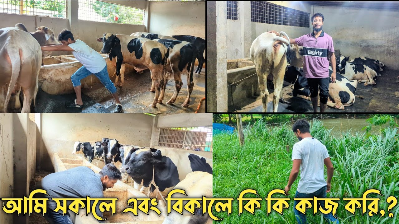 আমি সকাল থেকে সন্ধ্যা পর্যন্ত গরুকে কি কি খাবার দেই এবং কি কি কাজ করি তা দেখানো হলো,,,