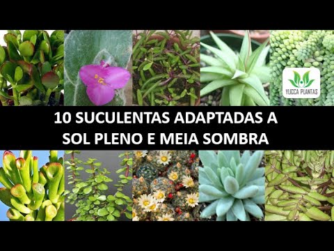 10 SUCULENTAS VERSÁTEIS: SOL E SOMBRA! Aprenda a cultivar essas maravilhas  da natureza! - thptnganamst.edu.vn